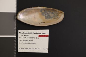 Media type: image;   Malacology 167701 Description: Preserved specimen.;